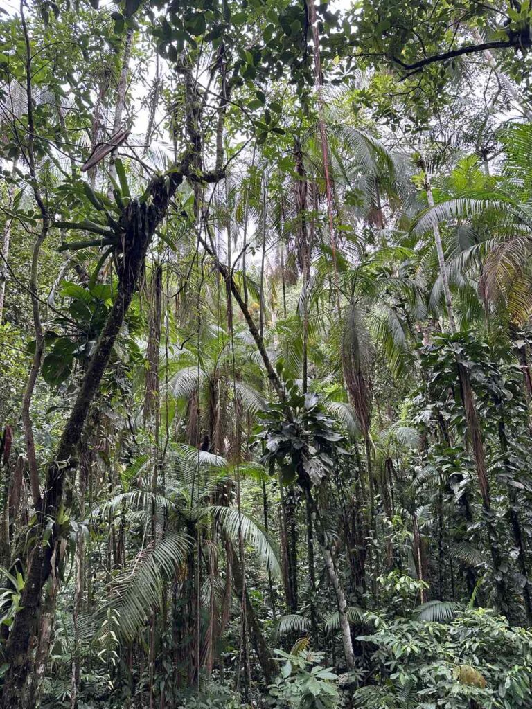 Floresta dentro do Quilombo - Mata Atlântica